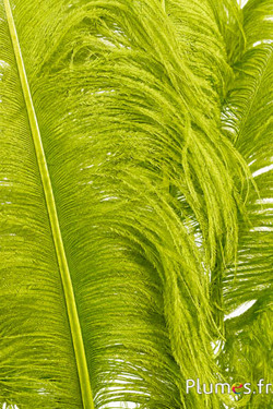 Struisvogel premium - 50-60 cm - fluo appelgroen